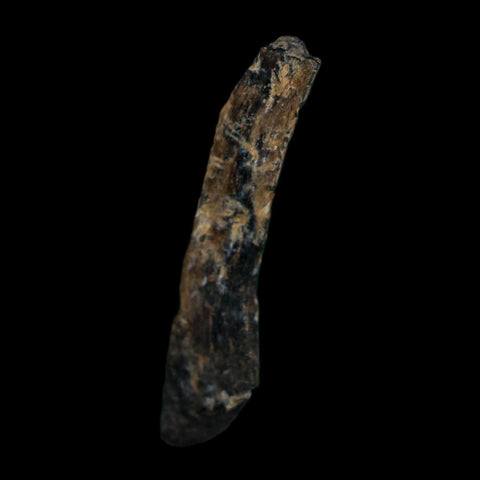 1.2" Tyrannosaurus Rex Fossil Bone Dinosaur Lance Creek Formation Wyoming COA - Fossil Age Minerals