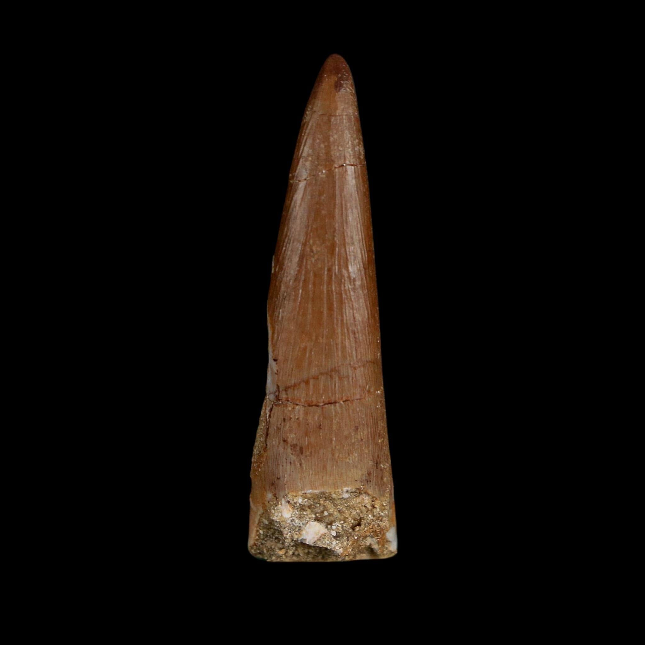 1.6" Plesiosaur Zarafasaura Tooth Fossil Cretaceous Dinosaur Era COA, Stand