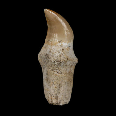 1.7" Halisaurus Walkeri Mosasaur Fossil Tooth Rooted Cretaceous Dinosaur Era COA