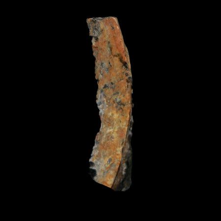 1.2" Tyrannosaurus Rex Fossil Bone Dinosaur Lance Creek Formation Wyoming COA