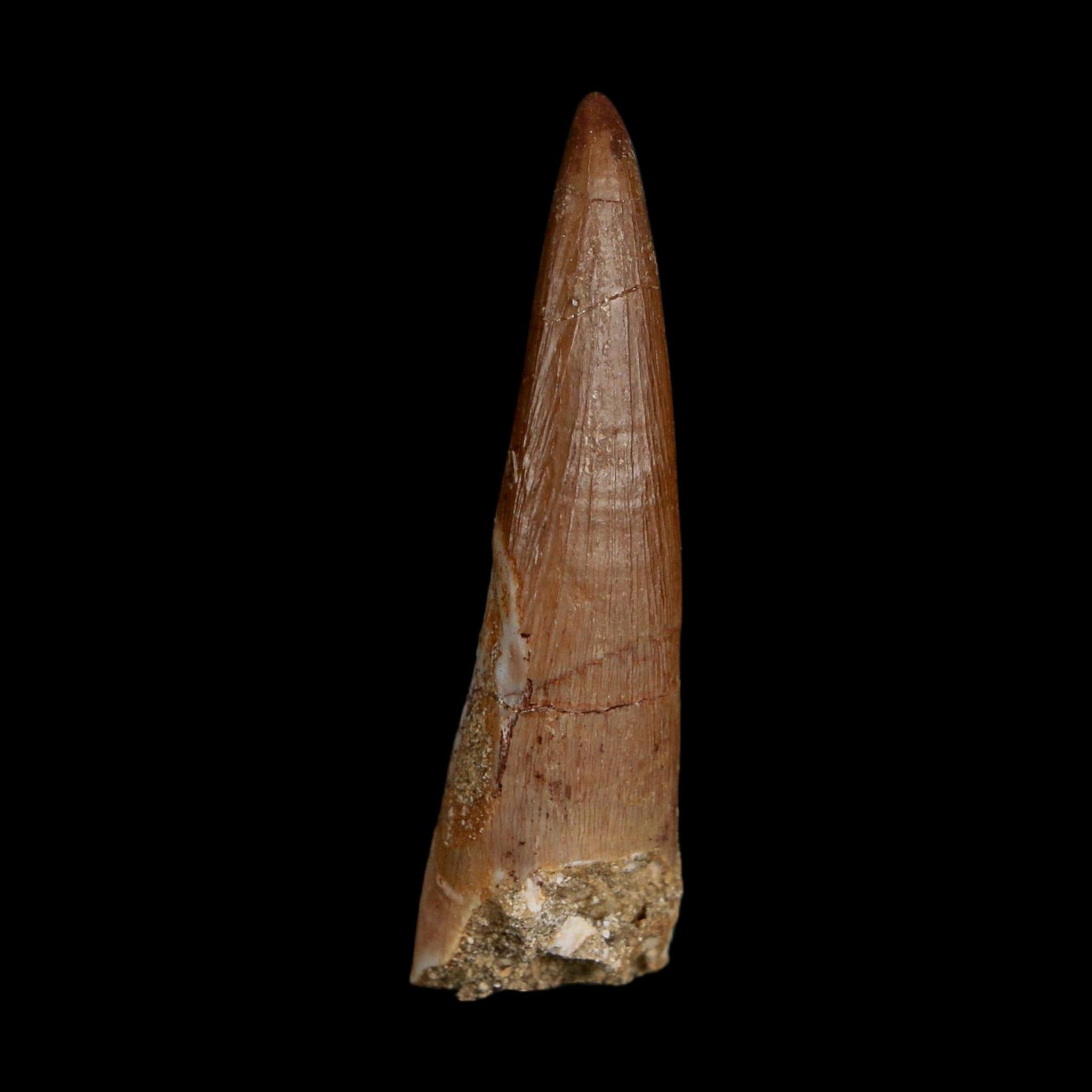 1.6" Plesiosaur Zarafasaura Tooth Fossil Cretaceous Dinosaur Era COA, Stand