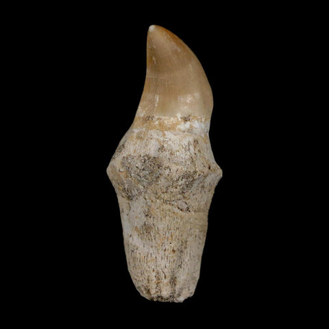 1.7" Halisaurus Walkeri Mosasaur Fossil Tooth Rooted Cretaceous Dinosaur Era COA