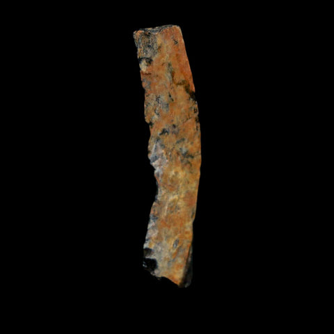 1.2" Tyrannosaurus Rex Fossil Bone Dinosaur Lance Creek Formation Wyoming COA - Fossil Age Minerals