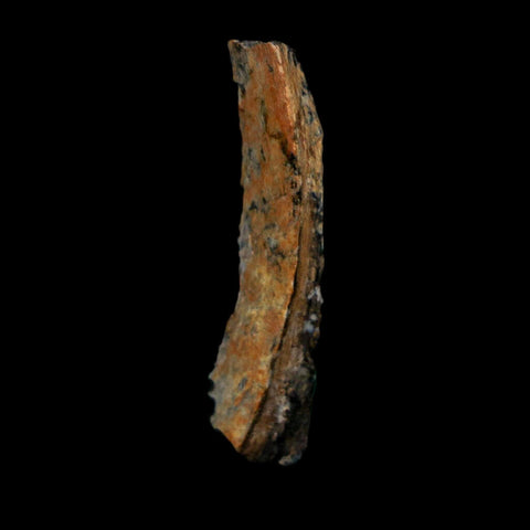1.2" Tyrannosaurus Rex Fossil Bone Dinosaur Lance Creek Formation Wyoming COA - Fossil Age Minerals