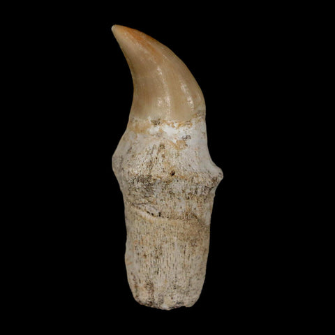 1.7" Halisaurus Walkeri Mosasaur Fossil Tooth Rooted Cretaceous Dinosaur Era COA