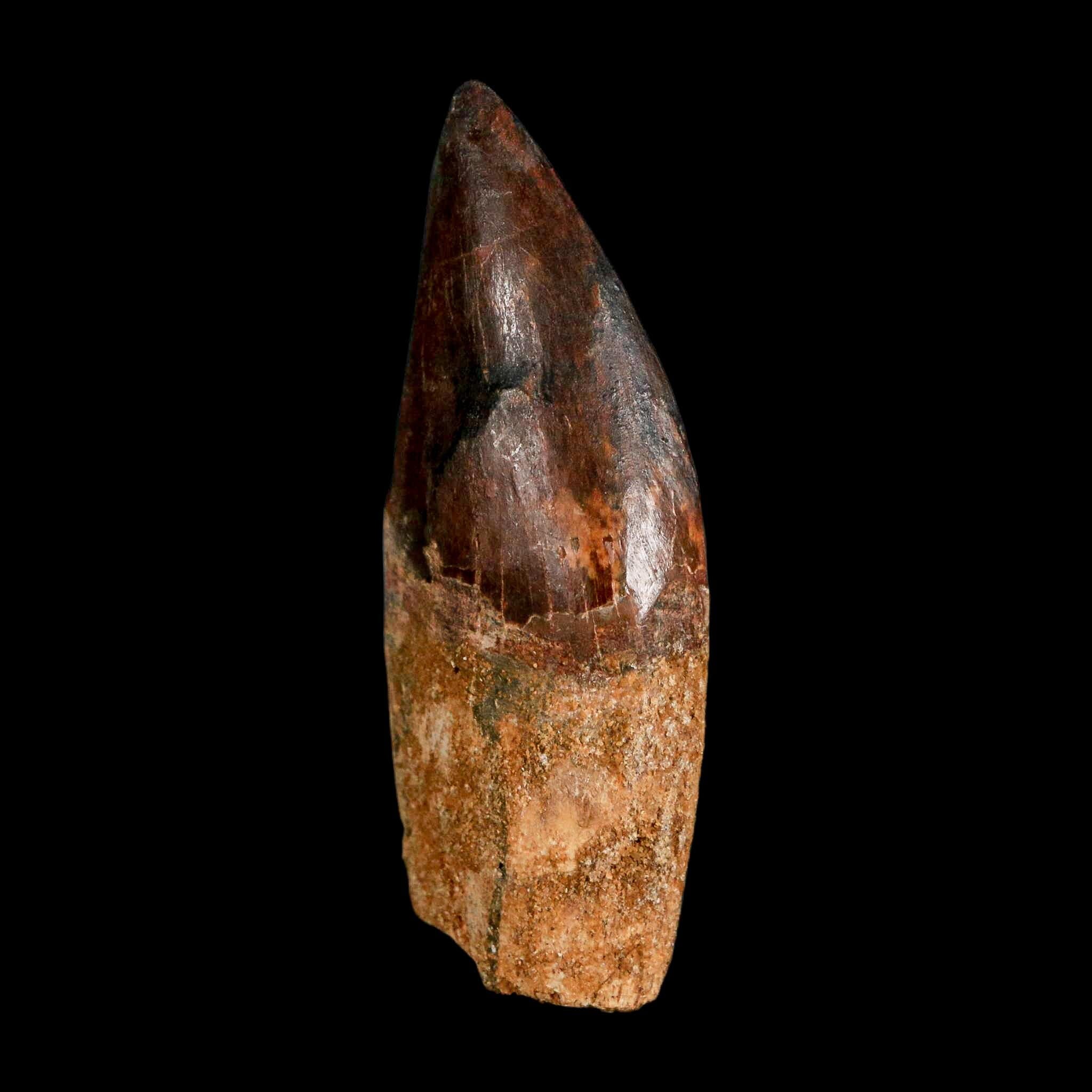 2.6" Carcharodontosaurus Serrated Fossil Tooth Cretaceous Theropod Dinosaur COA, Display - Fossil Age Minerals