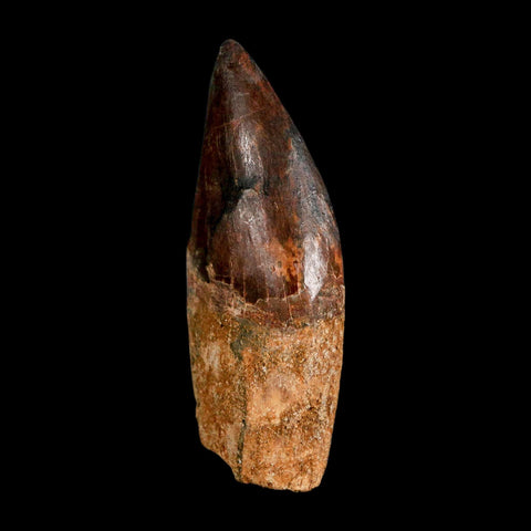 2.6" Carcharodontosaurus Serrated Fossil Tooth Cretaceous Theropod Dinosaur COA, Display - Fossil Age Minerals