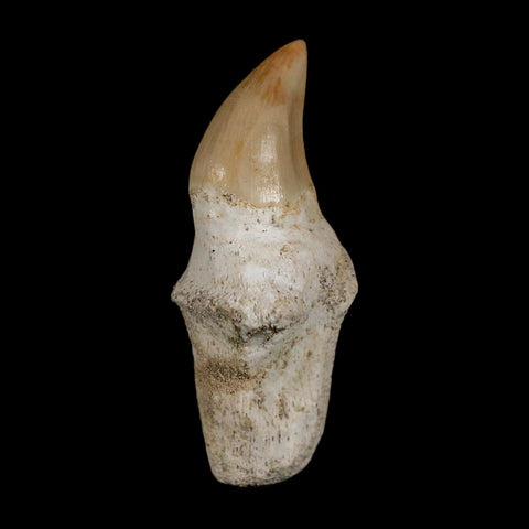 1.7" Halisaurus Walkeri Mosasaur Fossil Tooth Rooted Cretaceous Dinosaur Era COA
