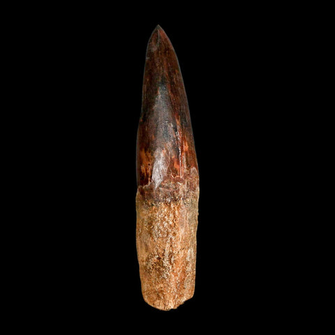 2.6" Carcharodontosaurus Serrated Fossil Tooth Cretaceous Theropod Dinosaur COA, Display - Fossil Age Minerals
