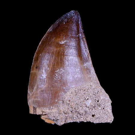 XL 2" Mosasaur Prognathodon Fossil Tooth Cretaceous Dinosaur Era COA & Stand