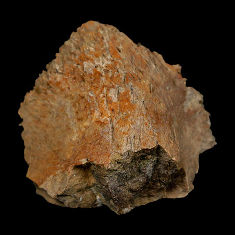1.7" Tyrannosaurus Rex Fossil Bone Dinosaur Lance Creek Formation Wyoming COA - Fossil Age Minerals