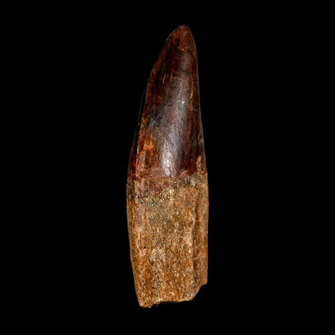 2.6" Carcharodontosaurus Serrated Fossil Tooth Cretaceous Theropod Dinosaur COA, Display - Fossil Age Minerals