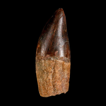 2.6" Carcharodontosaurus Serrated Fossil Tooth Cretaceous Theropod Dinosaur COA, Display