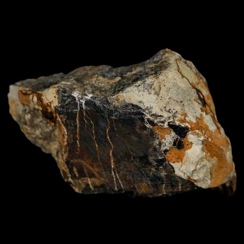 1.5" Stegosaurus Fossil Bone Morrison Formation Wyoming Jurassic Age Dinosaur COA - Fossil Age Minerals