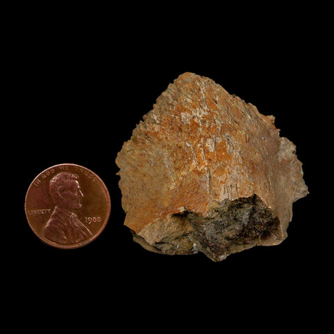1.7" Tyrannosaurus Rex Fossil Bone Dinosaur Lance Creek Formation Wyoming COA - Fossil Age Minerals
