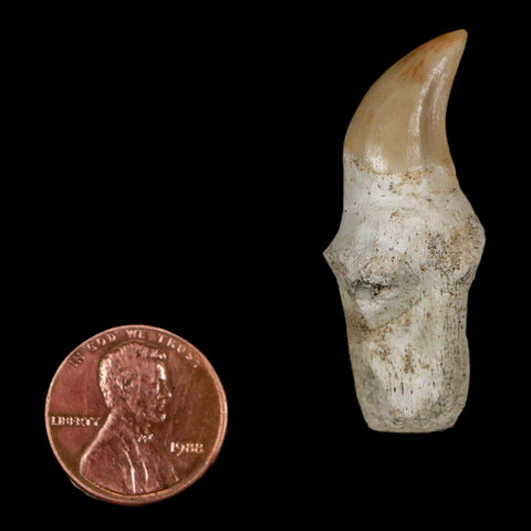 1.7" Halisaurus Walkeri Mosasaur Fossil Tooth Rooted Cretaceous Dinosaur Era COA