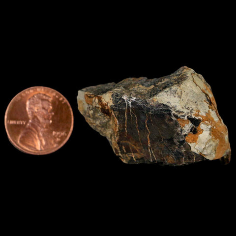 1.5" Stegosaurus Fossil Bone Morrison Formation Wyoming Jurassic Age Dinosaur COA - Fossil Age Minerals