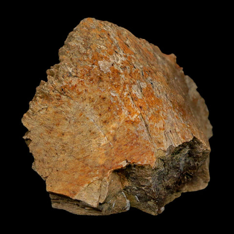 1.7" Tyrannosaurus Rex Fossil Bone Dinosaur Lance Creek Formation Wyoming COA - Fossil Age Minerals