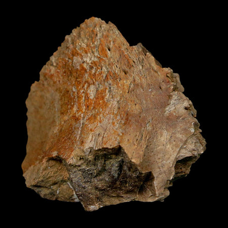 1.7" Tyrannosaurus Rex Fossil Bone Dinosaur Lance Creek Formation Wyoming COA