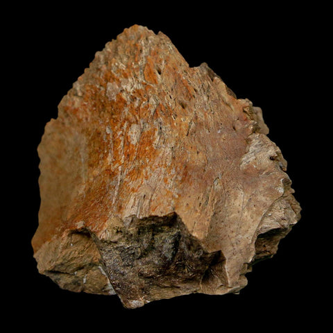 1.7" Tyrannosaurus Rex Fossil Bone Dinosaur Lance Creek Formation Wyoming COA - Fossil Age Minerals