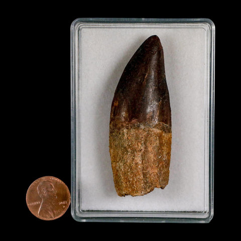 2.6" Carcharodontosaurus Serrated Fossil Tooth Cretaceous Theropod Dinosaur COA, Display - Fossil Age Minerals