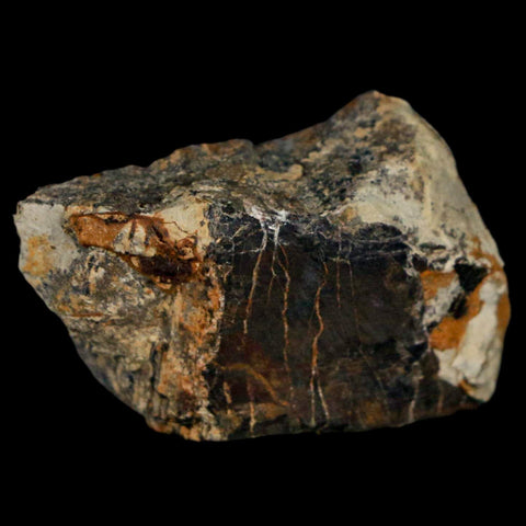 1.5" Stegosaurus Fossil Bone Morrison Formation Wyoming Jurassic Age Dinosaur COA - Fossil Age Minerals