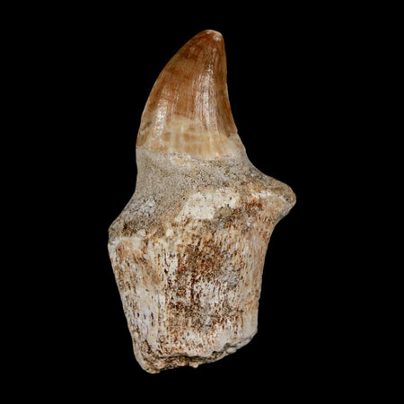 1.8" Halisaurus Walkeri Mosasaur Fossil Tooth Rooted Cretaceous Dinosaur Era COA