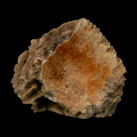 1.7" Tyrannosaurus Rex Fossil Bone Dinosaur Lance Creek Formation Wyoming COA - Fossil Age Minerals