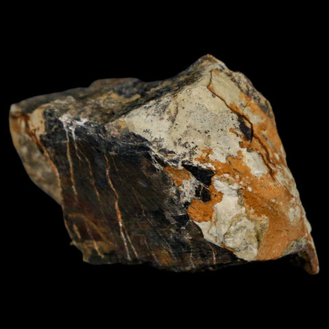 1.5" Stegosaurus Fossil Bone Morrison Formation Wyoming Jurassic Age Dinosaur COA - Fossil Age Minerals