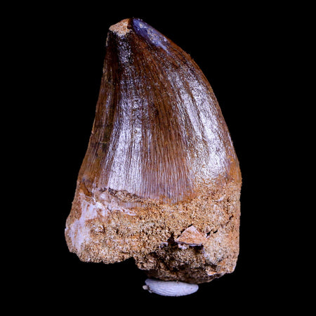 XL 2.2" Mosasaur Prognathodon Fossil Tooth Cretaceous Dinosaur Era COA & Stand