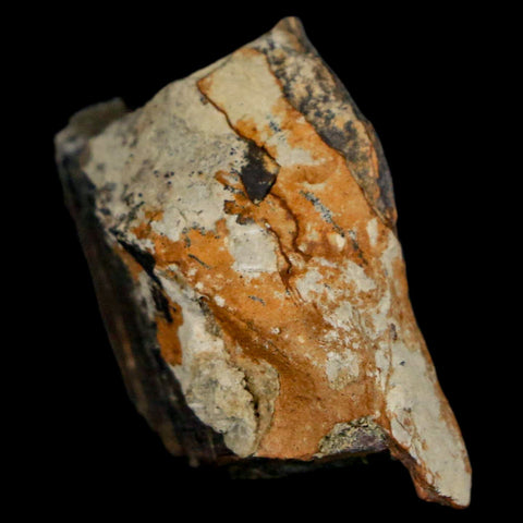 1.5" Stegosaurus Fossil Bone Morrison Formation Wyoming Jurassic Age Dinosaur COA - Fossil Age Minerals