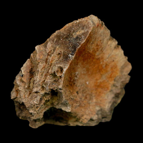 1.7" Tyrannosaurus Rex Fossil Bone Dinosaur Lance Creek Formation Wyoming COA - Fossil Age Minerals