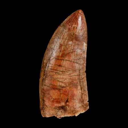 2.4" Carcharodontosaurus Serrated Fossil Tooth Cretaceous Theropod Dinosaur COA, Display