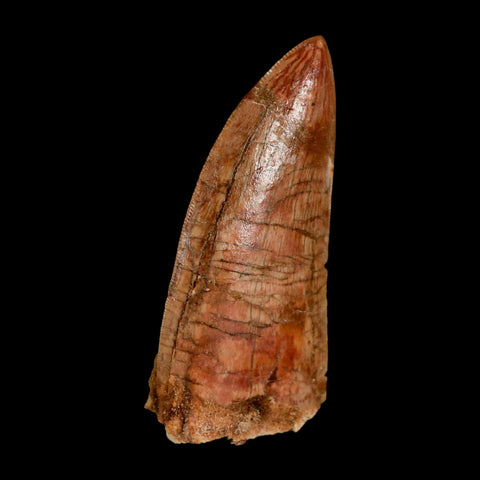 2.4" Carcharodontosaurus Serrated Fossil Tooth Cretaceous Theropod Dinosaur COA, Display - Fossil Age Minerals