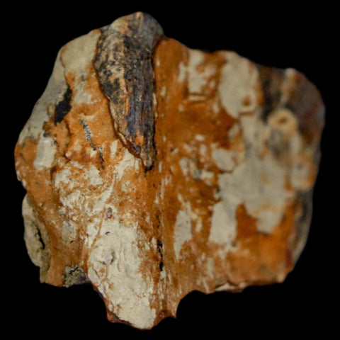 1.5" Stegosaurus Fossil Bone Morrison Formation Wyoming Jurassic Age Dinosaur COA - Fossil Age Minerals