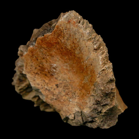 1.7" Tyrannosaurus Rex Fossil Bone Dinosaur Lance Creek Formation Wyoming COA - Fossil Age Minerals