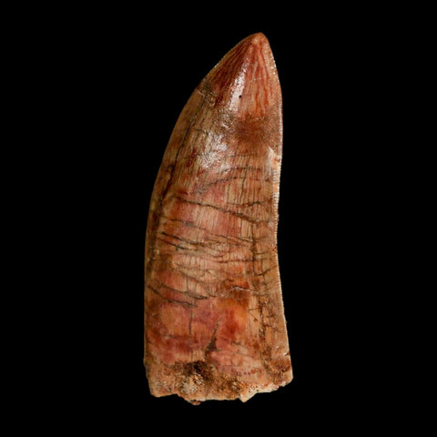 2.4" Carcharodontosaurus Serrated Fossil Tooth Cretaceous Theropod Dinosaur COA, Display - Fossil Age Minerals