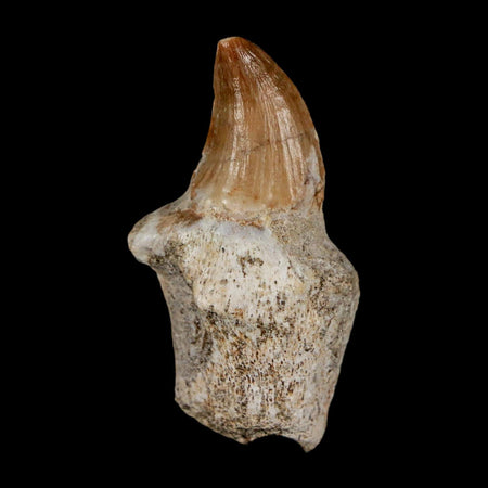 1.8" Halisaurus Walkeri Mosasaur Fossil Tooth Rooted Cretaceous Dinosaur Era COA