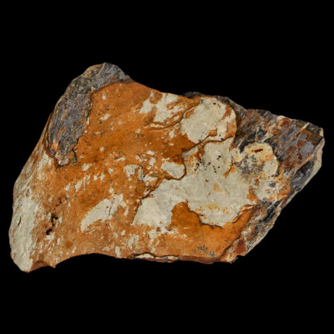 1.5" Stegosaurus Fossil Bone Morrison Formation Wyoming Jurassic Age Dinosaur COA - Fossil Age Minerals