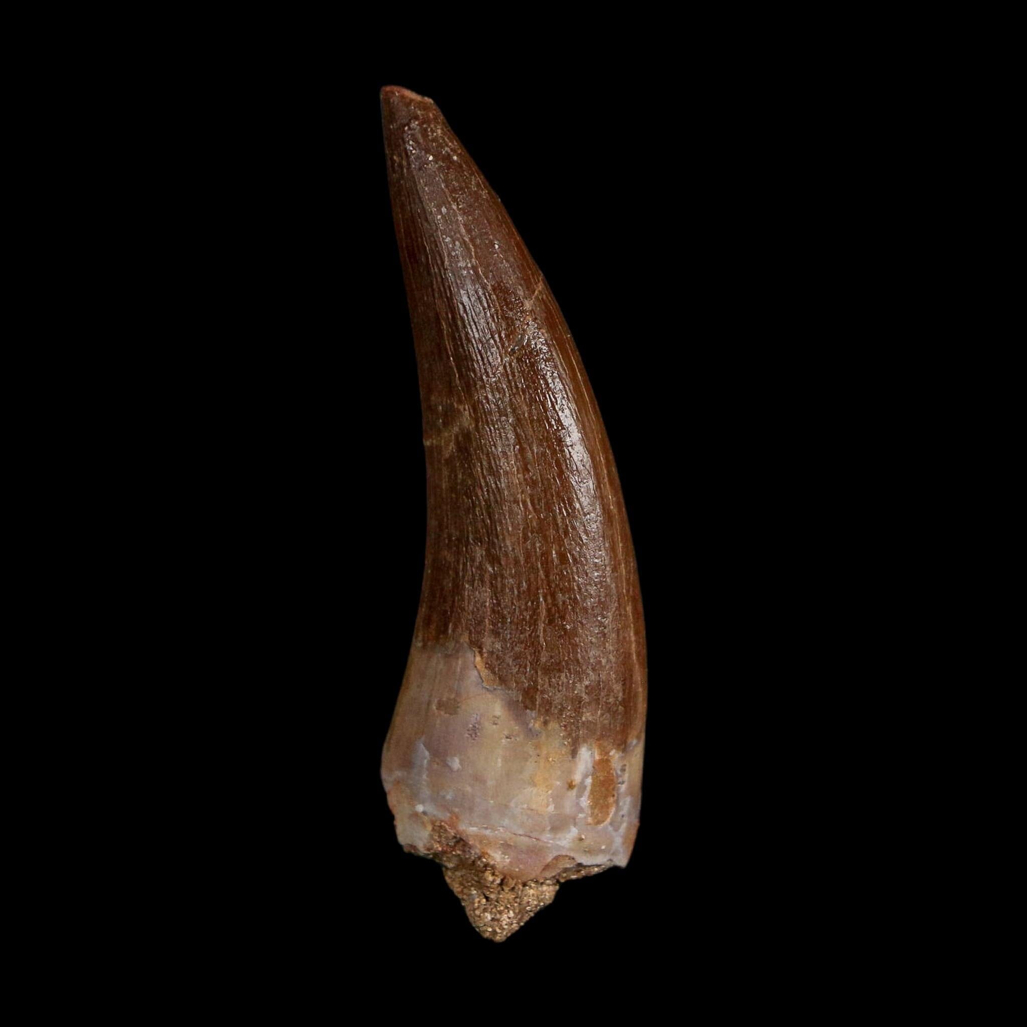1.7" Plesiosaur Zarafasaura Tooth Fossil Cretaceous Dinosaur Era COA, Stand