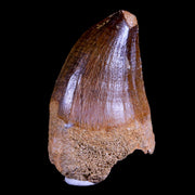 XL 2.2" Mosasaur Prognathodon Fossil Tooth Cretaceous Dinosaur Era COA & Stand