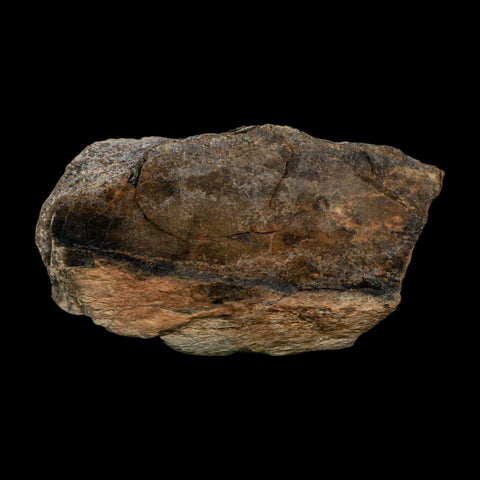 3.3" Tyrannosaurus Rex Fossil Bone Dinosaur Lance Creek Formation Wyoming COA - Fossil Age Minerals