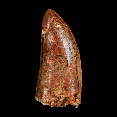2.4" Carcharodontosaurus Serrated Fossil Tooth Cretaceous Theropod Dinosaur COA, Display