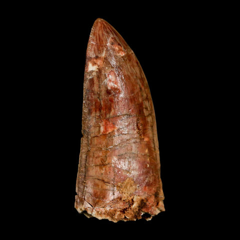 2.4" Carcharodontosaurus Serrated Fossil Tooth Cretaceous Theropod Dinosaur COA, Display - Fossil Age Minerals