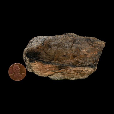 3.3" Tyrannosaurus Rex Fossil Bone Dinosaur Lance Creek Formation Wyoming COA - Fossil Age Minerals