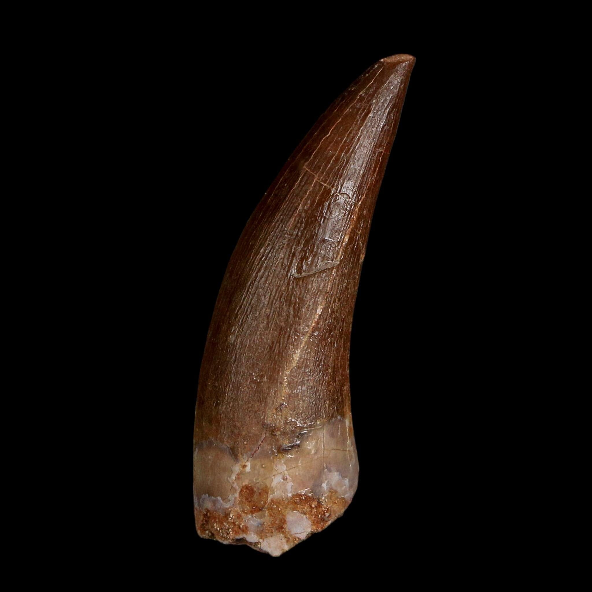 1.7" Plesiosaur Zarafasaura Tooth Fossil Cretaceous Dinosaur Era COA, Stand