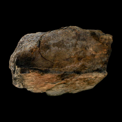 3.3" Tyrannosaurus Rex Fossil Bone Dinosaur Lance Creek Formation Wyoming COA - Fossil Age Minerals