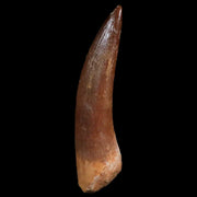 1.9" Plesiosaur Zarafasaura Tooth Fossil Cretaceous Dinosaur Era COA, Stand