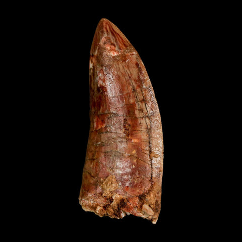 2.4" Carcharodontosaurus Serrated Fossil Tooth Cretaceous Theropod Dinosaur COA, Display - Fossil Age Minerals