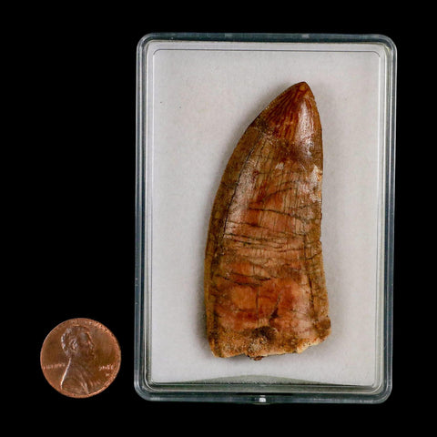 2.4" Carcharodontosaurus Serrated Fossil Tooth Cretaceous Theropod Dinosaur COA, Display - Fossil Age Minerals